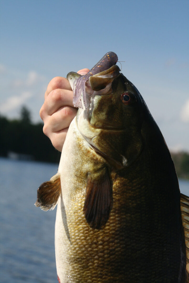 Catch Big Smallmouth Bass
