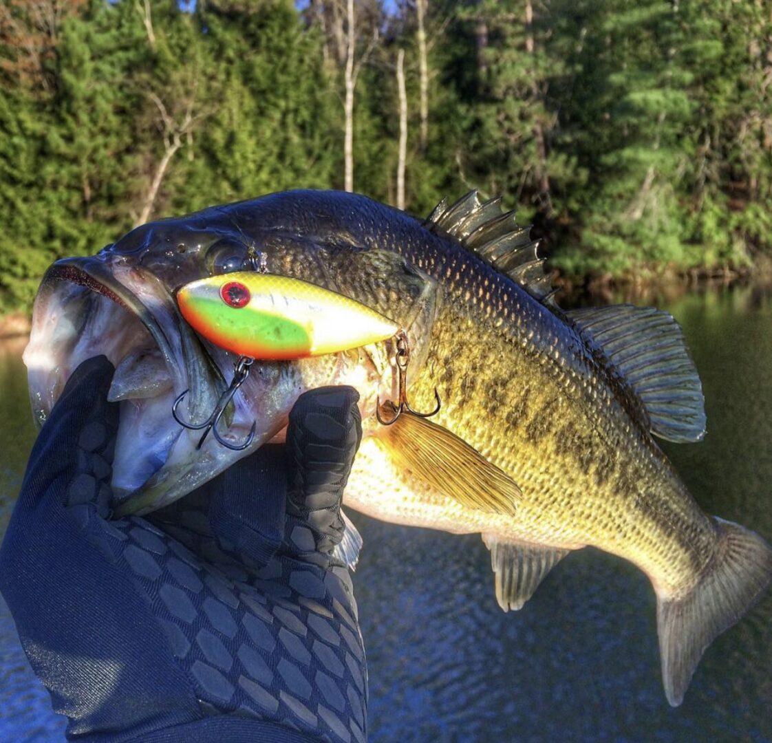 Prespawn Lipless Crankbait Mastery: Best Colors for Largemouth Bass at Lake  Fork 