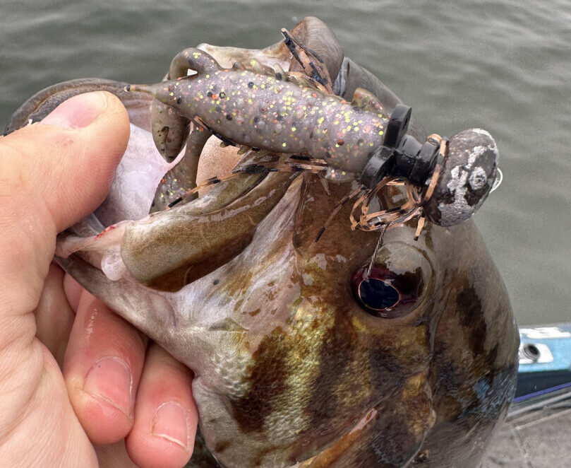 Wisconsin Bass Fishing Guide  Finesse Football Jigs for Fall